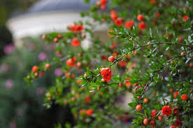 Image result for Punica