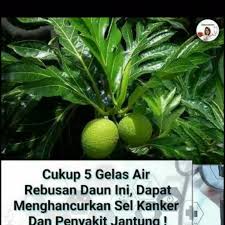 Maybe you would like to learn more about one of these? Daun Sukun Kering 100gr Ginjal Kolesterol Liver Asamurat Limpa Pendarahan Kanker Shopee Indonesia
