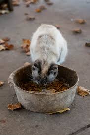 Loh emang timun kenapa ya? Kenapa Kucing Takut Dengan Timun Verst Haimeow