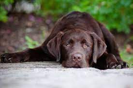 Take it to the vet immediately. My Dog Has Blood In His Poop What Should I Do Animal Emergency Center Memphis Vet