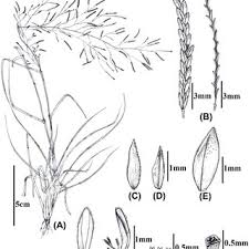 Image result for Eragrostis schweinfurthii