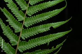 Image result for Cyclosorus