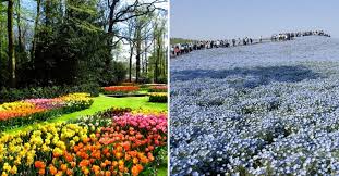 Maybe you would like to learn more about one of these? 10 Best Flower Fields You Ll Want To See In This Lifetime