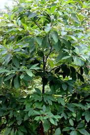 Modern, traditional, eclectic, rustic, glam, farmhouse, country Small Flowering Trees A Dozen Native Species For Limited Spaces Wild Seed Project