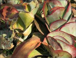 Image result for Kalanchoe latisepala