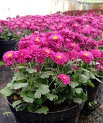 Bunga anyelir dibagi menjadi dua, yaitu berjenis satu bunga unutk setiap tangkai dan jenis spray banyak bunga bunga seruni ini bisa disebut dengan bunga krisan (chrysanthemum sp) adalah jenis. Mengenal Berbagai Jenis Krisan Pot Bptp Sumbar Dan Balithi Mediaportalanda