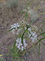 Image result for Asclepias foliosa
