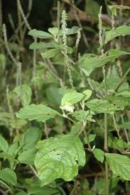 Image result for Achyrospermum