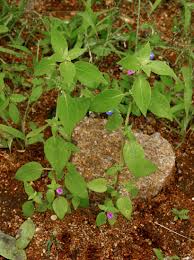 Image result for Justicia heterocarpa