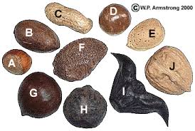 We did not find results for: Nut Photos