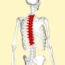 All of your bones, except for one (the hyoid bone in your neck), form a joint with another bone. Thoracic Vertebrae Wikipedia