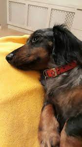 Note To Self Sent To A L 10 14 18 Dachshund Breed Dachshund Dapple Dachshund