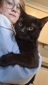 Tragedy as Grimsby family lose second cat in a week after they were  poisoned with antifreeze