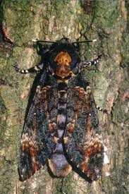 Image result for Schrebera trichoclada