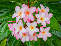 Image result for Plumeria