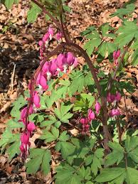 Image result for Fumariaceae