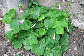 Invasive garden plants weed seedlings herbal remedies weeds as food. Identify Common Weeds Rhs Gardening