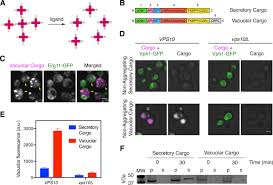 The different vacuole functions are listed below. A Microscopy Based Kinetic Analysis Of Yeast Vacuolar Protein Sorting Elife