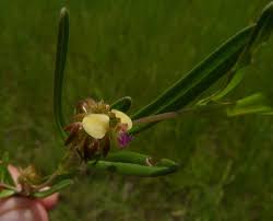 Image result for Polygala arenaria