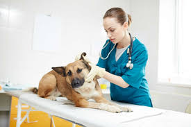 Check spelling or type a new query. Vet In Sharjah Pet Clinic In Dubai Vet Surgery Grooming Daycare Uae