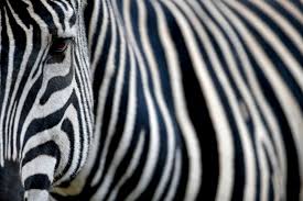 Definition of stripe (entry 3 of 3). Why Do Zebras Have Stripes Scientists Camouflaged Horses To Find Out The New York Times