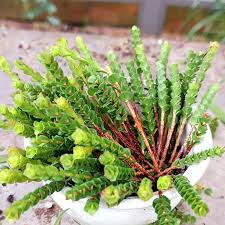 Image result for Kotschya imbricata