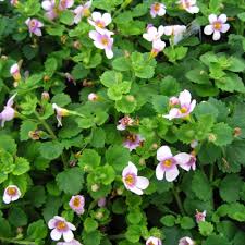 If its pastel flowers that you are looking for, you need not go anywhere else! Bacopa Great Pink Ring Friends School Plant Sale