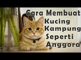  Cara Membuat Kucing Kampung Gemuk Dan Gembul Seperti Anggora Dengan Cepat Youtube Kucing Kucing Gemuk Makanan Kucing
