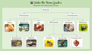 Under The Home Online Homeschool Curriculum Science Lesson