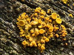 Image result for Polyspatha oligospatha