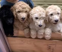 American goldendoodle is a top massachusetts goldendoodle breeder. Goldendoodle Puppies For Sale Miami Fl 327173