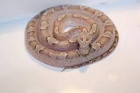 Ghost Bloodred Corn Snake Corn Snake Snake Breeds Snake