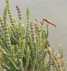 Image result for Sarcocornia perennis