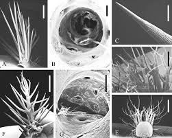 Știri pe aceeași temă scoli. Sem Micrographs Of Scoli Of Hemileucinae Automeris Hamata Download Scientific Diagram