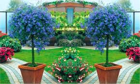 How To Select Trees That Will Work On Your Patio