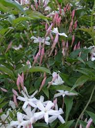 Pin On Garden Worthy Plants And Flowers