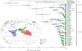 Image result for Nervilia adolphi
