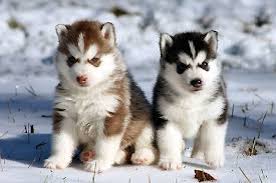 But before you do that, read some tips on how to choose a good and responsible breeder. Siberian Husky Puppies For Adoption Los Angeles California Animal Pet