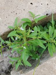 Image result for Aeollanthus