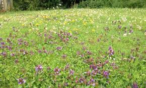We did not find results for: Forget The Lawnmower Just Let Your Grass Grow Gardens The Guardian