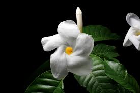 Image result for Tabernaemontana