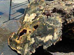 A Nice Buckeye Burl Slab Beautiful Wood Burled Wood Buckeye Burl