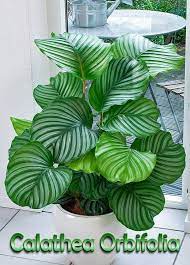 Image Result For Calathea Orbifolia Zimmerblumen Pflanzen Wohnzimmerpflanzen