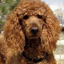 Standard Poodles Sandra8199 - Profile Pinterest