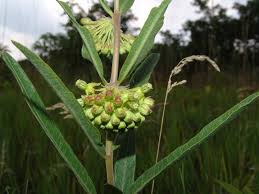 Image result for Baissea viridiflora