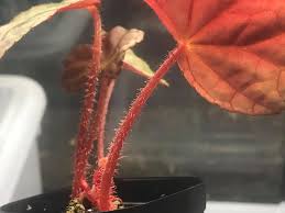 Image result for Begonia lacunosa