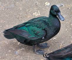 Baby Black And White Duck Breeds 10 Cayuga Duck Eggs For Hatching Duck Eggs Rouen Duck Cayuga