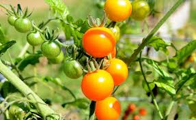 Photos from our trial garden scroll down for full planting information, videos and how to articles. Shop Cherry Tomato Sungold And Other Seeds At Harvesting History