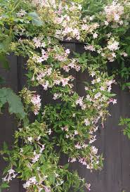 Image result for Jasminum