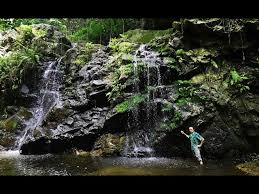 Image result for Siphonochilus brachystemon